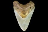 Fossil Megalodon Tooth - North Carolina #109882-1